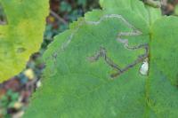 Stigmella floslactella