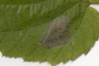 Phyllonorycter coryli