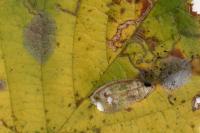 Phyllonorycter coryli