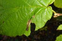 Phyllonorycter nicellii