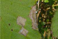 Parornix devoniella
