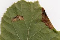 Parornix devoniella