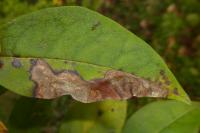 Gracillaria syringella