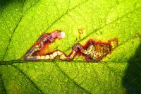 Stigmella aurella