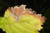 Stigmella lemniscella