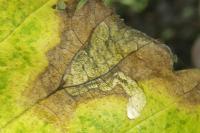 Stigmella viscerella