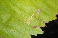 Stigmella ulmivora