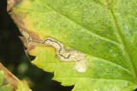 Stigmella ulmivora