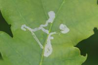 Acrocercops brongniardella