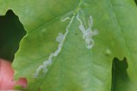 Acrocercops brongniardella