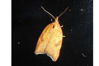 Acleris rhombana