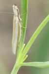 Pleurota aristella