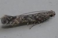 Tuta absoluta