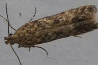 Tuta absoluta