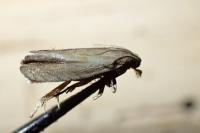 Dichrorampha simpliciana