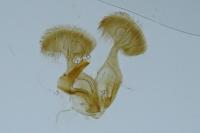 Dichrorampha simpliciana