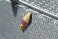 Diceratura ostrinana