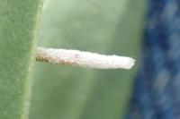 Coleophora saponariella