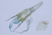 Coleophora grotenfelti