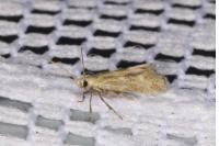 Elachista lugdunensis