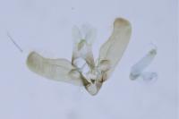 Elachista lugdunensis
