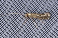 Parornix finitimella