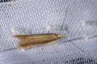 Megacraspedus lanceolellus