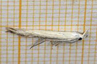 Coleophora ornatipennella