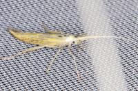 Coleophora ornatipennella