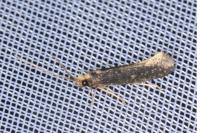 Monopis nigricantella