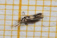 Etainia decentella