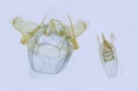 Etainia decentella