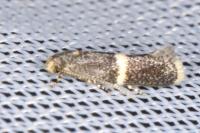 Elachista metella