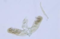 Elachista metella