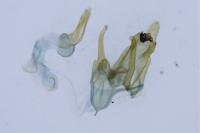 Megacraspedus lanceolellus