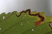 Stigmella ulmivora
