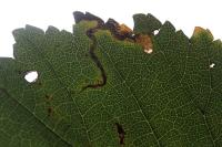 Stigmella ulmivora