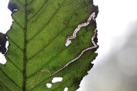 Stigmella ulmivora