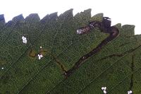 Stigmella lemniscella