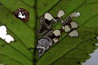 Stigmella viscerella