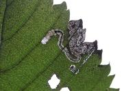 Stigmella viscerella