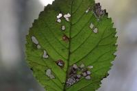 Stigmella viscerella