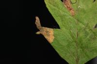 Phyllonorycter oxyacanthae