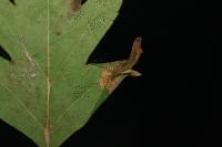 Phyllonorycter oxyacanthae