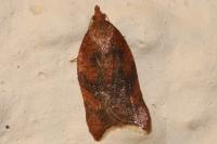 Acleris rhombana