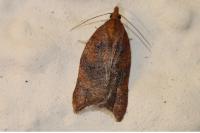Acleris rhombana
