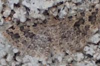 Alucita hexadactyla