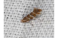 Cameraria ohridella