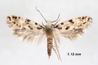 Nemapogon nevadellus