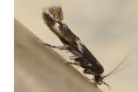 Elachista stabilella